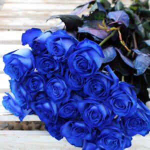 Στείλτε μία όμορφη ανθοδέσμη από μπλε τριαντάφυλλα Εκουαδόρ 70εκ. Διαλέξτε ποσότητα. Μπορείτε να το παραγγείλετε : Για παράδοση σε 5 ημέρες