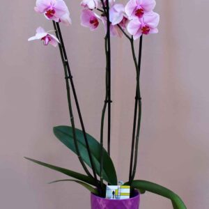 Ορχιδέα φαλαίνοψις λιλά. Τρίκλωνη, ψηλή, εισαγωγής, παραδίδεται πάντα φρέσκια με λίγα λουλούδια ανοιχτά και πολλά μπουμπούκια έτσι ώστε ο παραλήπτης να απολαμβάνει ανθοφορία 3-6 μηνών.