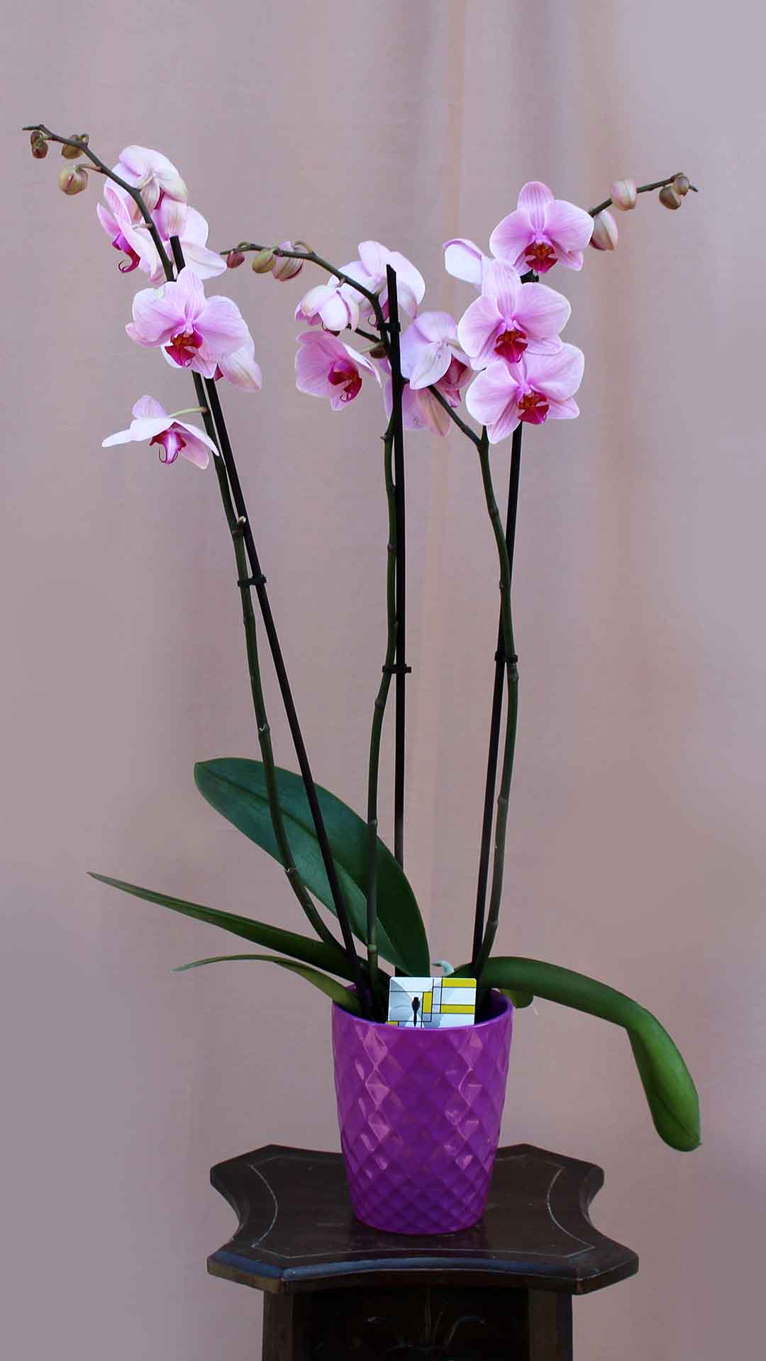 Ορχιδέα φαλαίνοψις λιλά. Τρίκλωνη, ψηλή, εισαγωγής, παραδίδεται πάντα φρέσκια με λίγα λουλούδια ανοιχτά και πολλά μπουμπούκια έτσι ώστε ο παραλήπτης να απολαμβάνει ανθοφορία 3-6 μηνών.