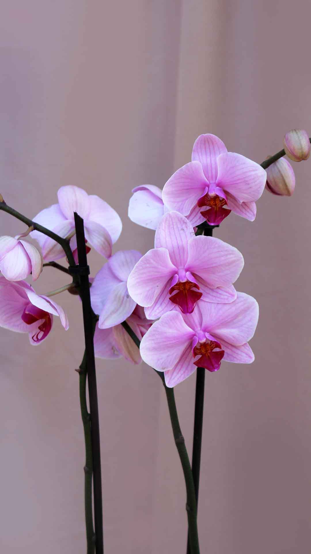 Ορχιδέα φαλαίνοψις λιλά. Τρίκλωνη, ψηλή, εισαγωγής, παραδίδεται πάντα φρέσκια με λίγα λουλούδια ανοιχτά και πολλά μπουμπούκια έτσι ώστε ο παραλήπτης να απολαμβάνει ανθοφορία 3-6 μηνών.