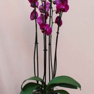 Ορχιδέα φαλαίνοψις μωβ. Τρίκλωνη, ψηλή, εισαγωγής, παραδίδεται πάντα φρέσκια με λίγα λουλούδια ανοιχτά και πολλά μπουμπούκια έτσι ώστε ο παραλήπτης να απολαμβάνει ανθοφορία 3-6 μηνών.