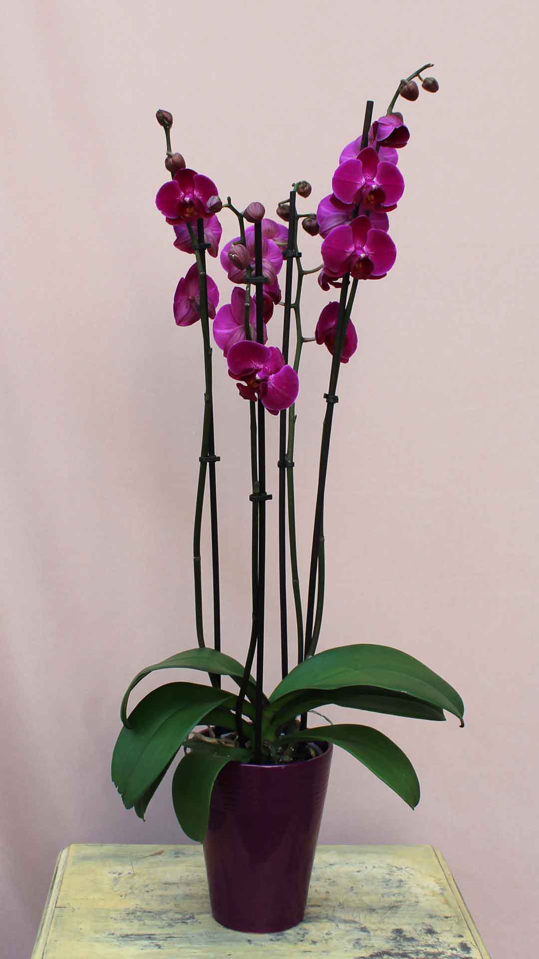 Ορχιδέα φαλαίνοψις μωβ. Τρίκλωνη, ψηλή, εισαγωγής, παραδίδεται πάντα φρέσκια με λίγα λουλούδια ανοιχτά και πολλά μπουμπούκια έτσι ώστε ο παραλήπτης να απολαμβάνει ανθοφορία 3-6 μηνών.