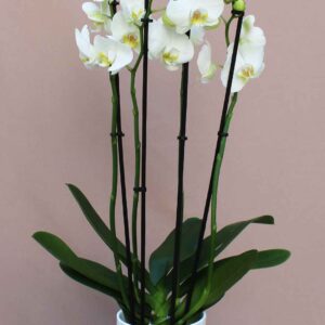 Απόλυτα λευκή ορχιδέα φαλαίνοψις, Αποστέλλονται πάντα φρέσκες με λίγα λουλούδια ανοιχτά και πολλά μπουμπούκια έτσι ώστε ο παραλήπτης να απολαμβάνει ανθοφορία 3-6 μηνών.