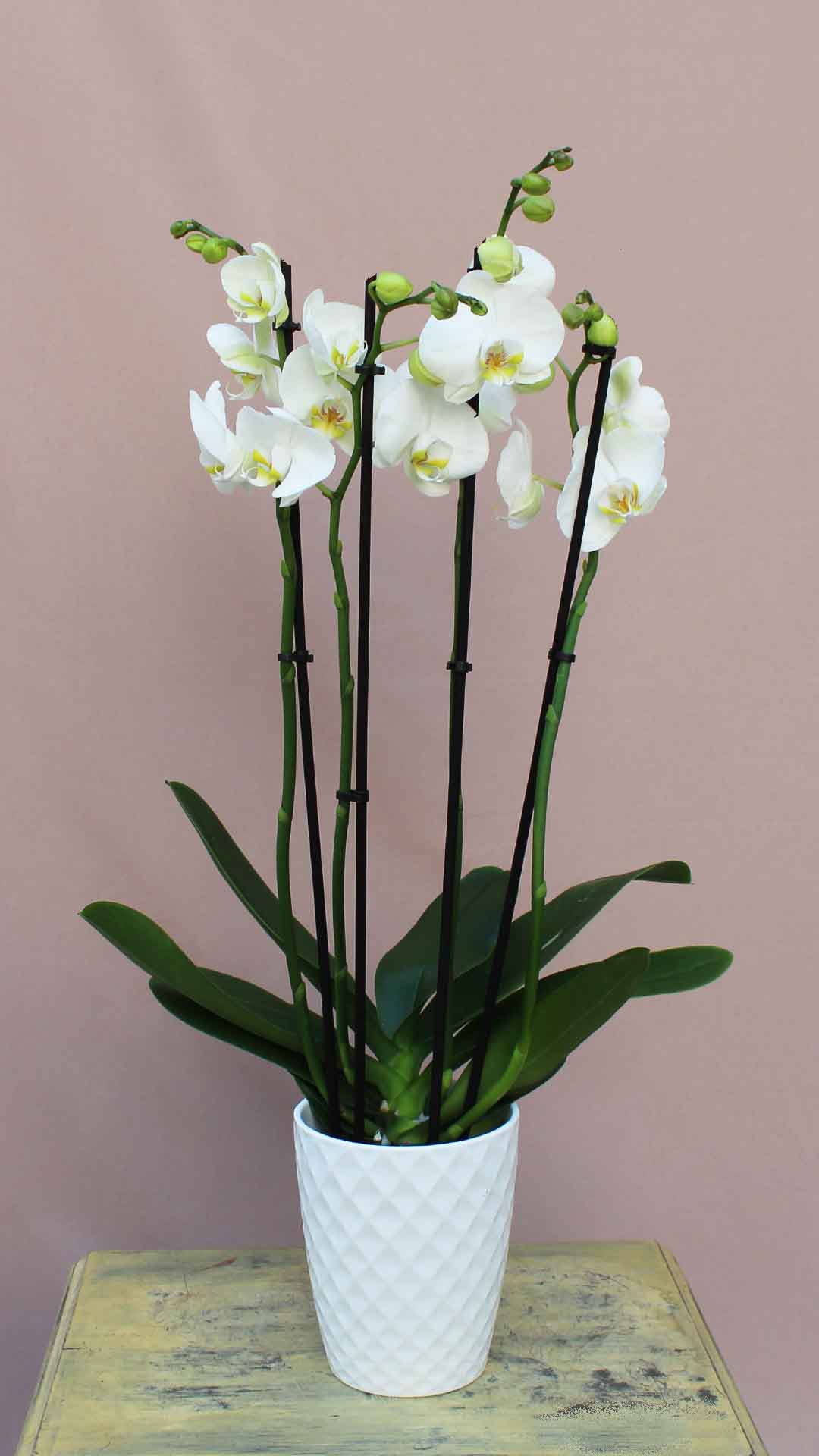 Απόλυτα λευκή ορχιδέα φαλαίνοψις, Αποστέλλονται πάντα φρέσκες με λίγα λουλούδια ανοιχτά και πολλά μπουμπούκια έτσι ώστε ο παραλήπτης να απολαμβάνει ανθοφορία 3-6 μηνών.