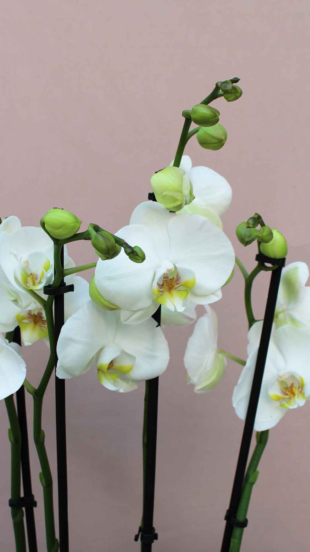 Απόλυτα λευκή ορχιδέα φαλαίνοψις, Αποστέλλονται πάντα φρέσκες με λίγα λουλούδια ανοιχτά και πολλά μπουμπούκια έτσι ώστε ο παραλήπτης να απολαμβάνει ανθοφορία 3-6 μηνών.